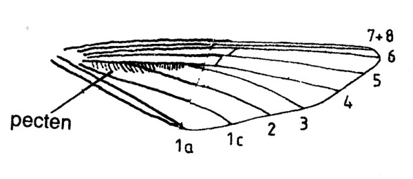 Hindwing with Venation and pecten of Agdistis bennetii (Pterophoridae).